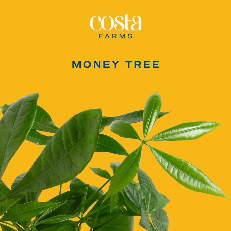 No. 1 - Costa Farms Money Tree - 2