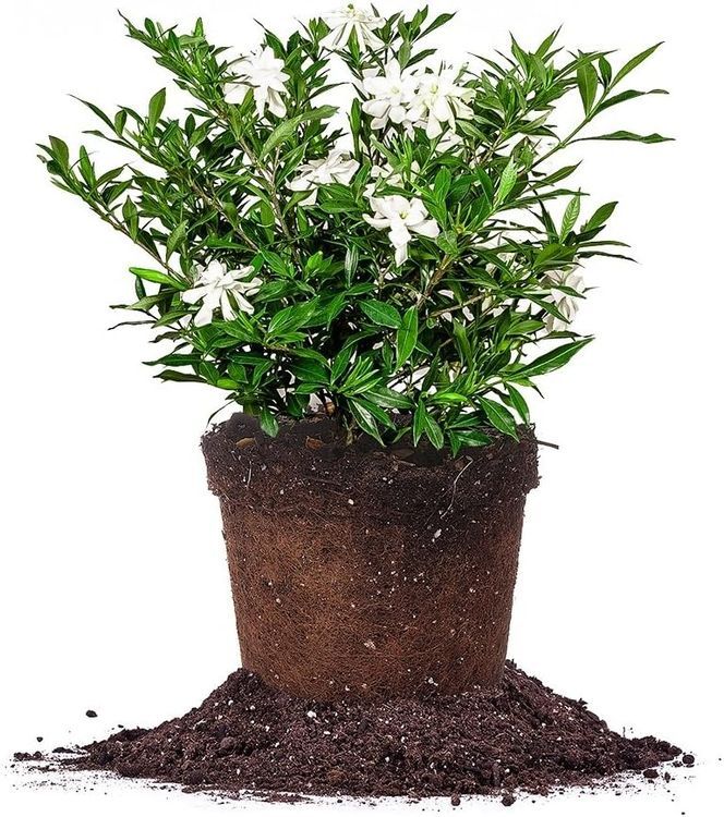 No. 1 - Perfect Plants Frostproof Gardenia Live Plant - 1