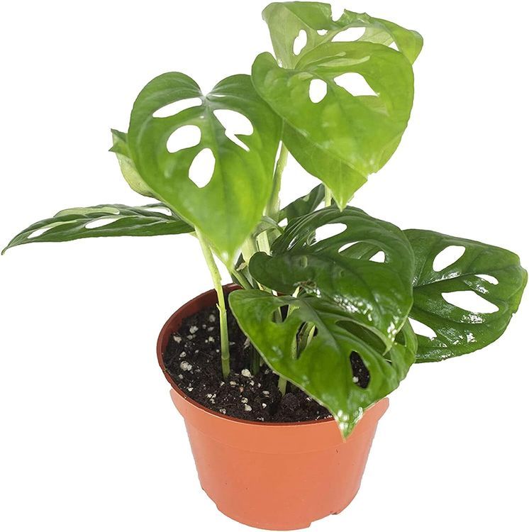 No. 5 - Monstera Adansonii Plant - 1