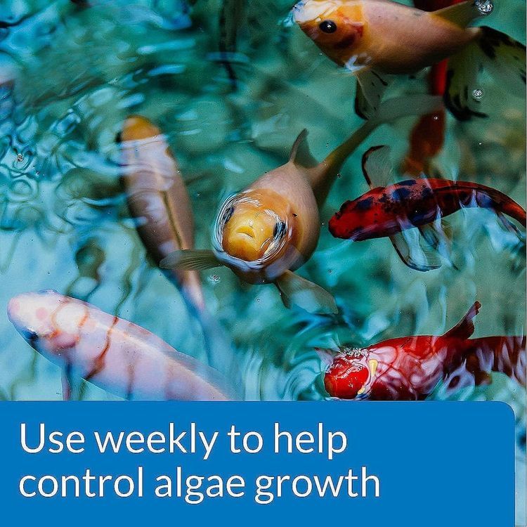 No. 1 - API POND ALGAEFIX Algae Control - 3