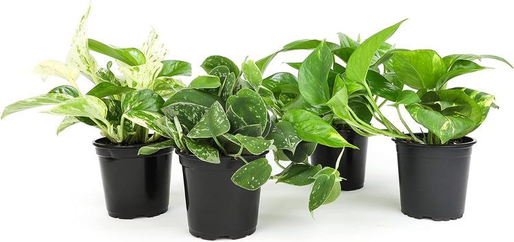 No. 10 - Live Pothos Plants (4PK) - 1