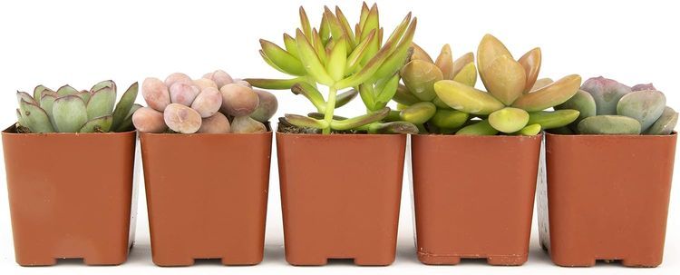 No. 2 - Altman Plants Succulents - 3