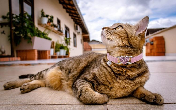 No. 5 - WDPAWS Cat Collar - 5