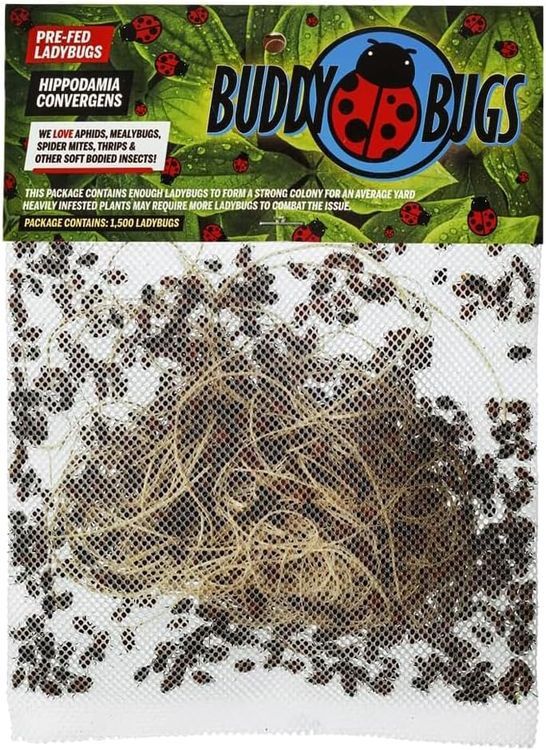 No. 6 - Buddy Bugs Ladybugs - 1