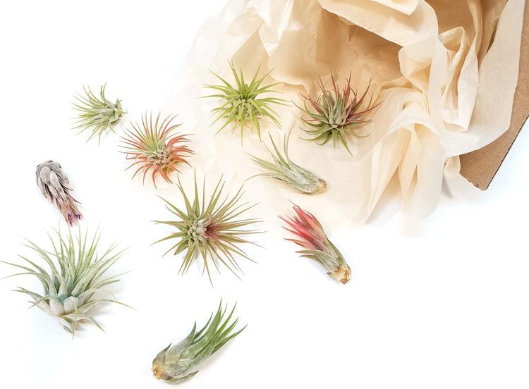 No. 8 - Air Plant Shop 12-Pack Assorted Air Plants - 3