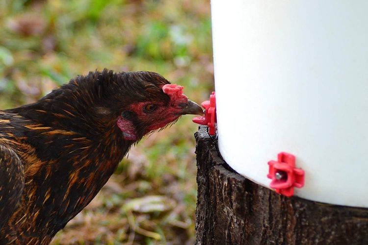 No. 10 - RentACoop Poultry Waterer - 4