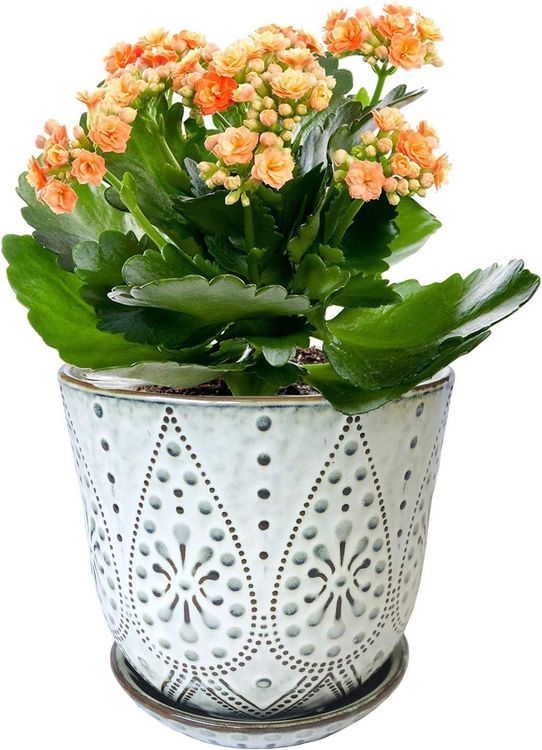 No. 8 - Gepege 6 Inch Beaded Ceramic Planter Set of 2 - 4