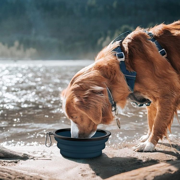 No. 5 - Collapsible Dog Bowl - 2