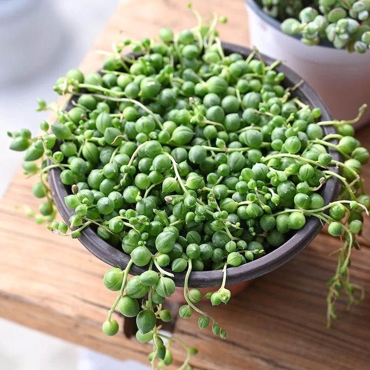 No. 9 - Sprout N Green String of Pearls - 2