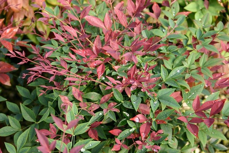 No. 4 - Southern Living Obsession Nandina - 2