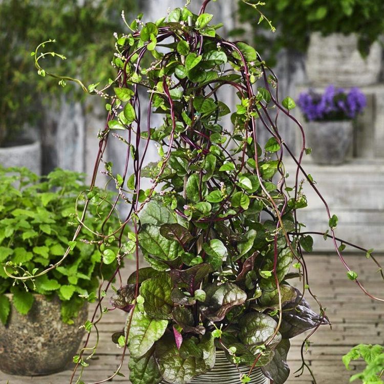 No. 5 - Outsidepride Basella Rubra Malabar Spinach Climbing Vine Herb Garden Plants - 3