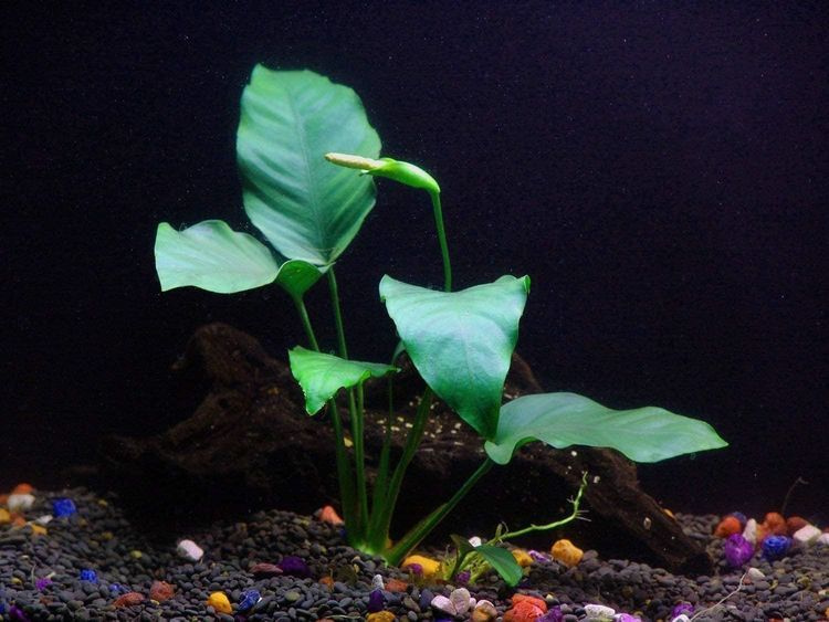 No. 6 - Live Aquarium Plants - 3