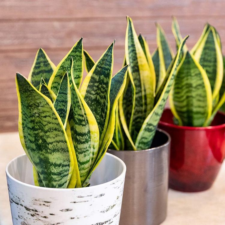 No. 5 - Live Snake Plant - 5