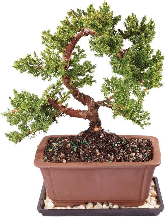 No. 5 - Brussel's Live Green Mound Juniper Outdoor Bonsai Tree - 1