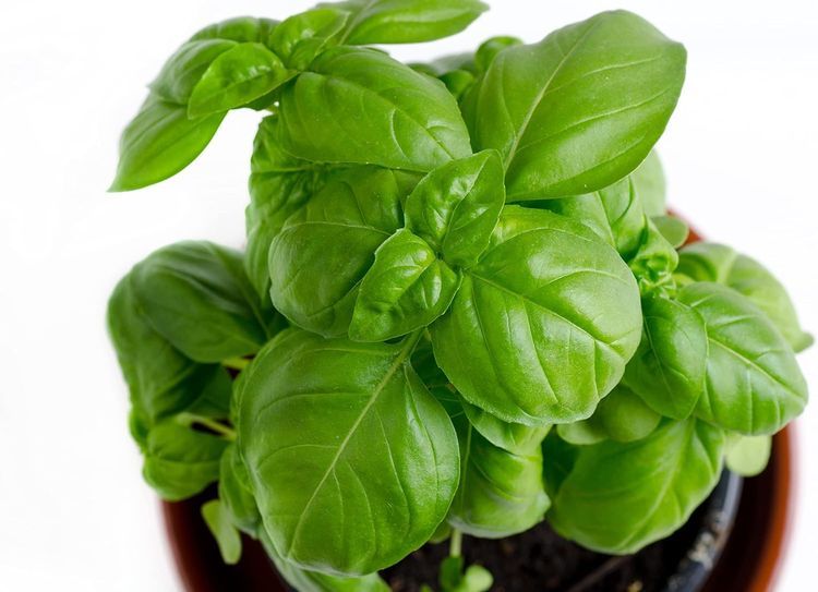 No. 10 - Genovese Basil - 1