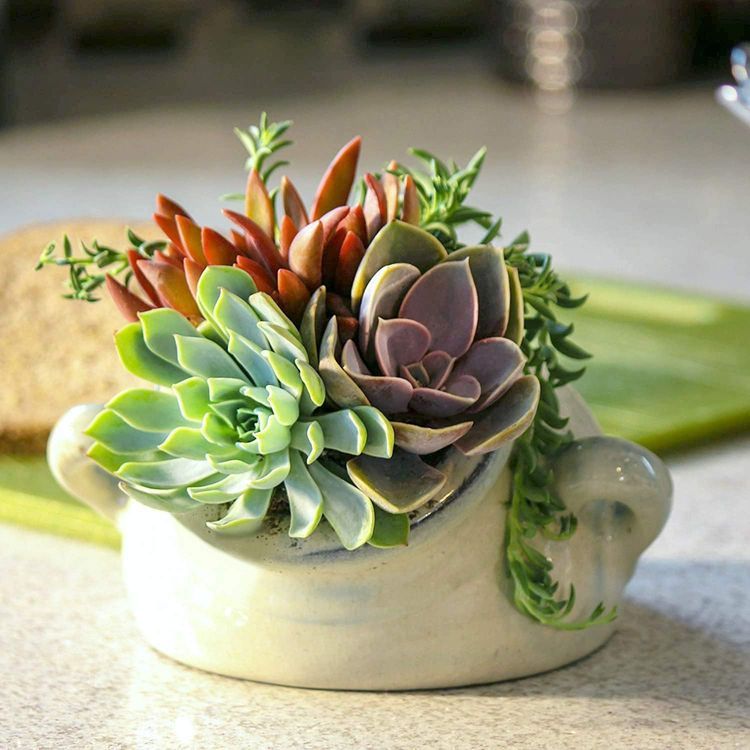 No. 2 - Altman Plants Succulents - 4