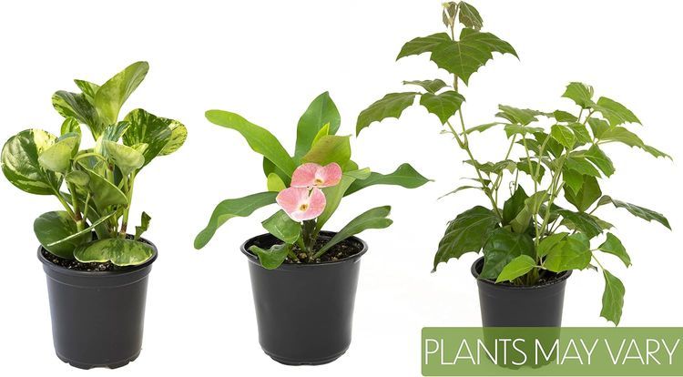 No. 1 - Essential Houseplant Collection (3PK) Live Plants - 2