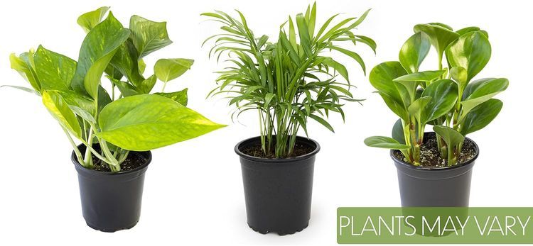 No. 1 - Essential Houseplant Collection (3PK) Live Plants - 4