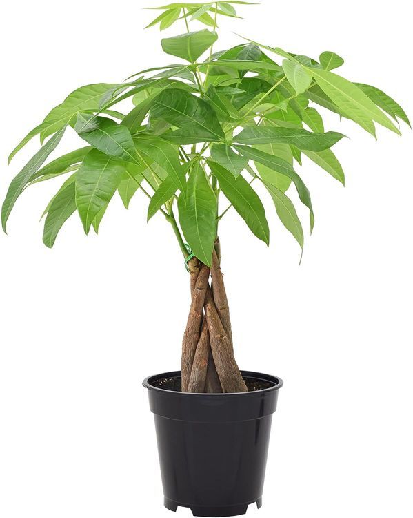 No. 5 - Money Tree Live Indoor Plant - 1