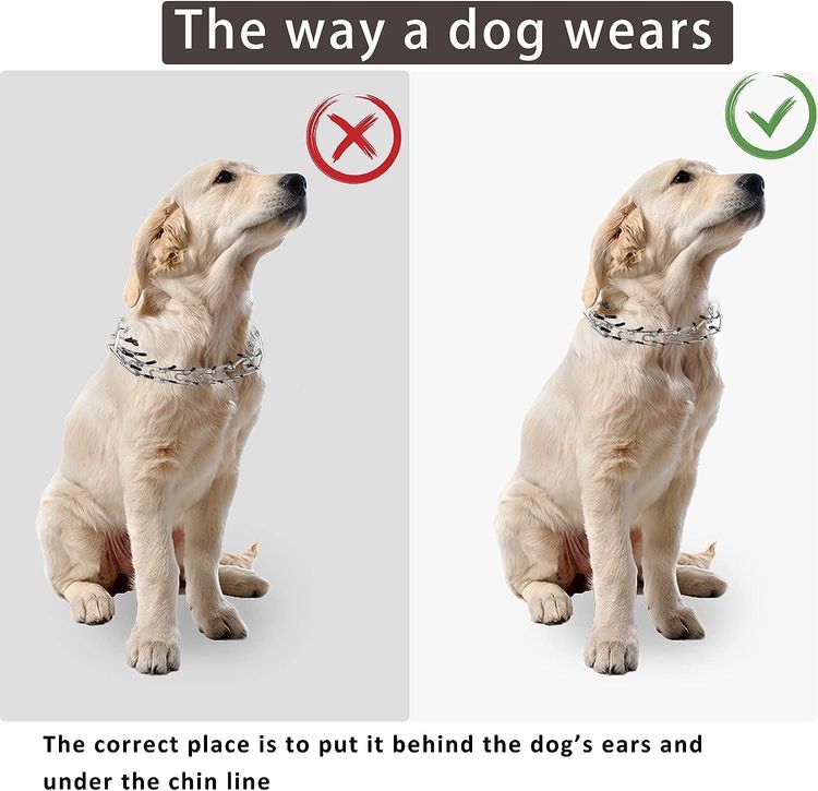 No. 7 - Dog Prong Collar - 5
