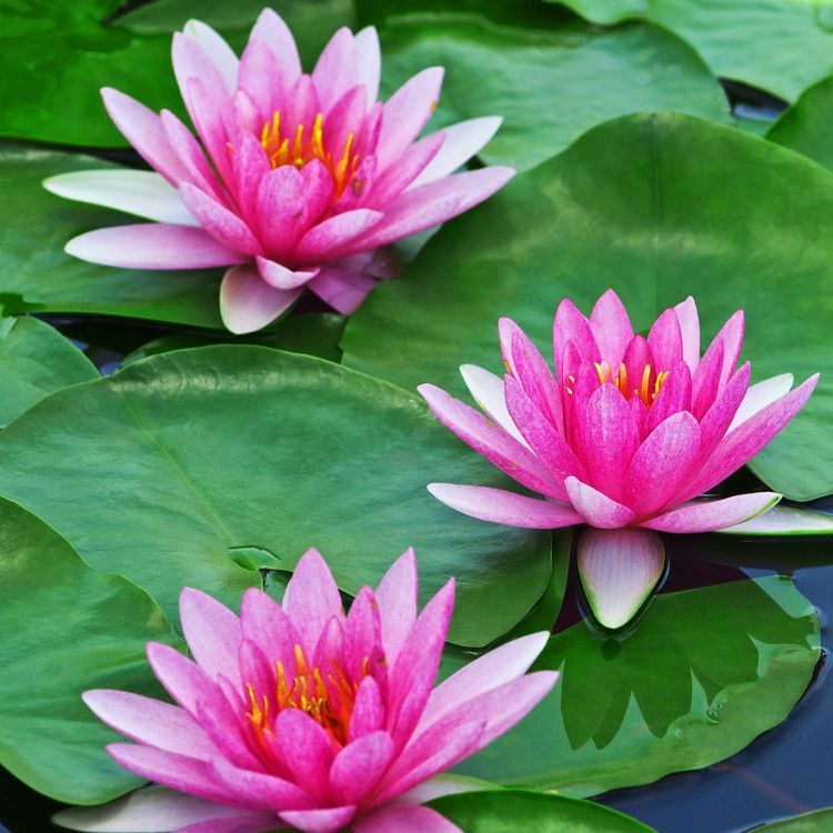 No. 7 - WILLBOND Artificial Lotus Leaves - 5