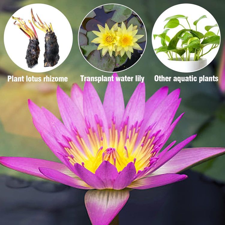 No. 6 - Aulock Aquatic Plant Pots - 5