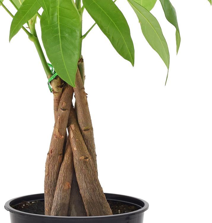 No. 5 - Money Tree Live Indoor Plant - 2