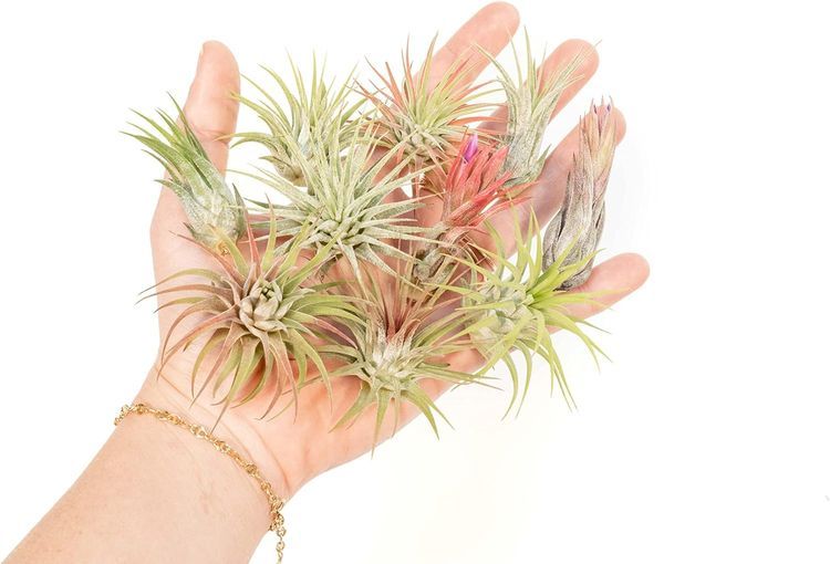 No. 8 - Air Plant Shop 12-Pack Assorted Air Plants - 4