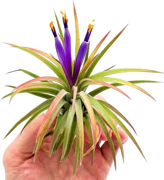 No. 10 - ragnaroc Air Plants - Tillandsia Ionantha Pack - 4