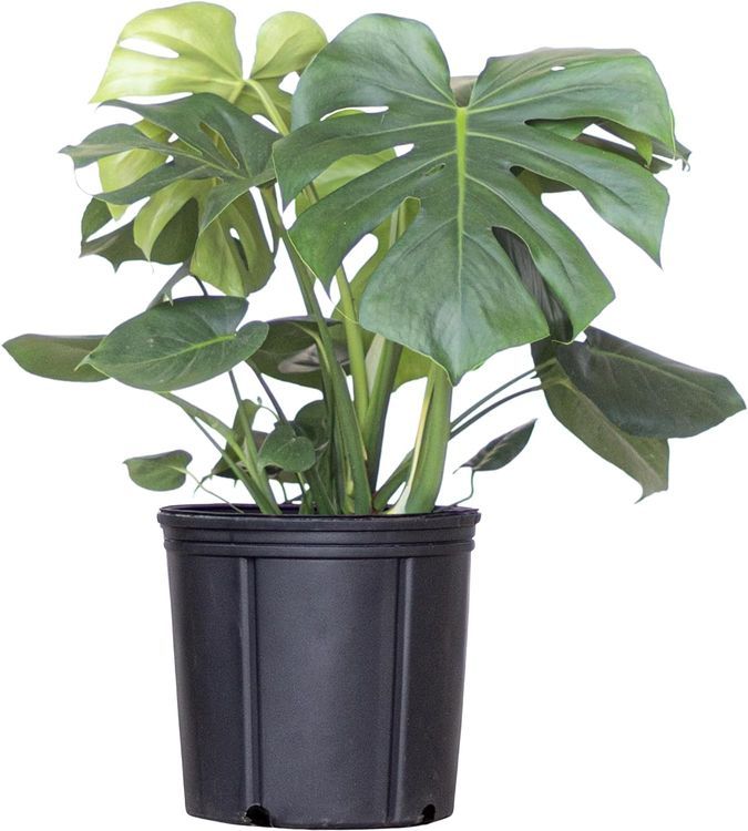 No. 3 - U UNITED NURSERY Monstera Deliciosa Plant - 1