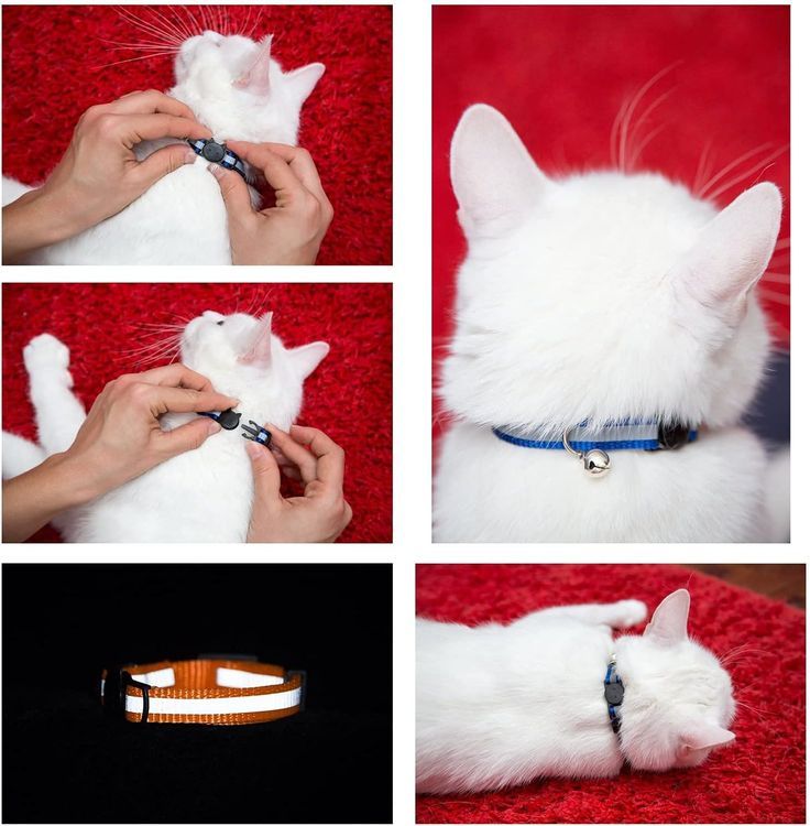 No. 1 - Bemix Pets Cat Collar Charms - 3