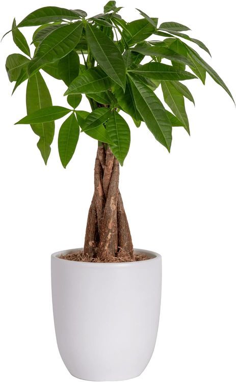 No. 1 - Costa Farms Money Tree - 1