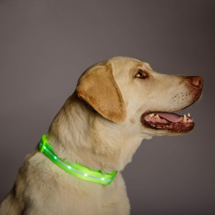 No. 10 - Blazin Light Up Dog Collars - 5