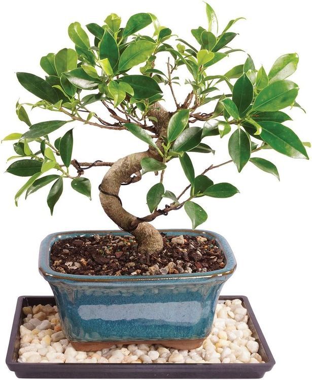 No. 8 - Brussel's Live Golden Gate Ficus Indoor Bonsai Tree - 1