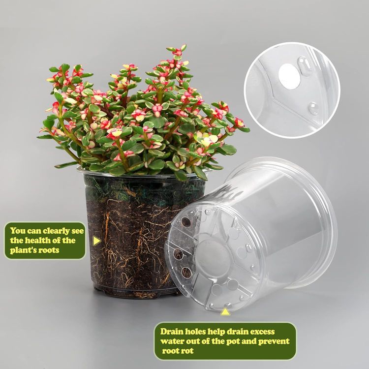 No. 6 - RAOOKIF 24 Pack 6/5/3.5 Inch Clear Nursery Pots - 4