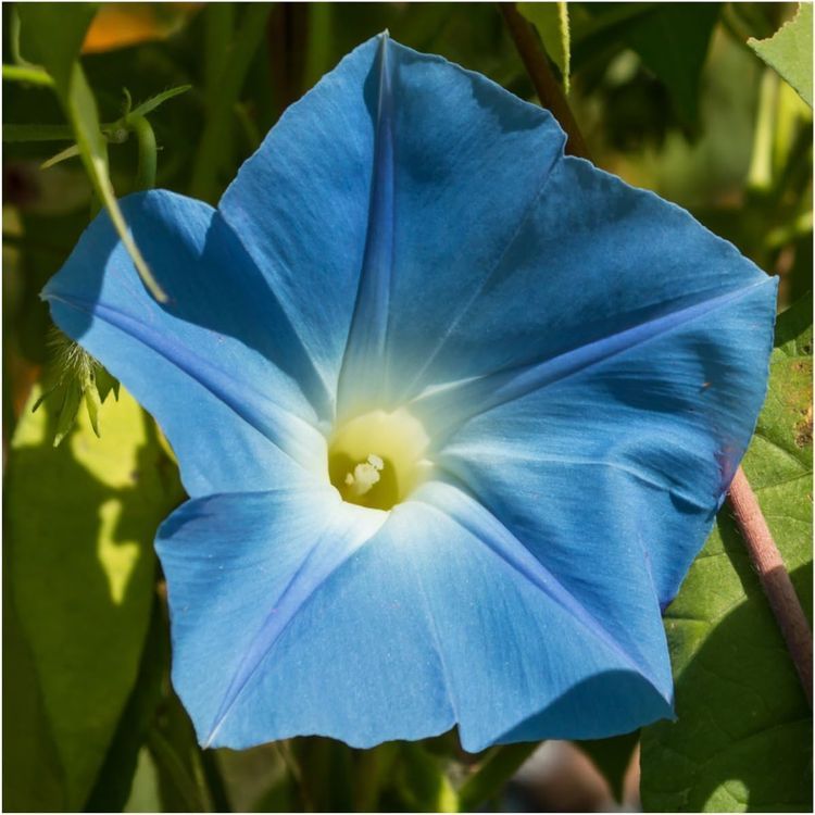 No. 3 - Heavenly Blue Morning Glory Seeds - 5