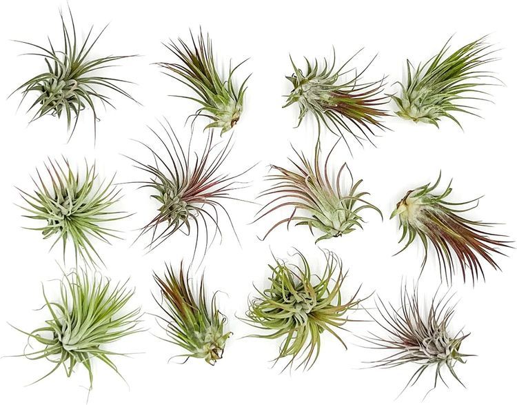 No. 10 - ragnaroc Air Plants - Tillandsia Ionantha Pack - 2