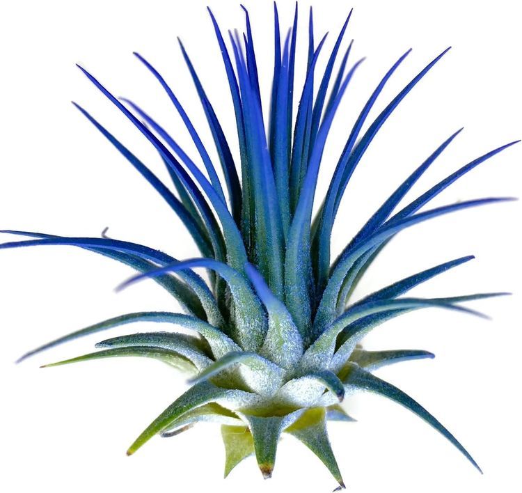 No. 3 - Colored Ionantha Guatemala Tillandsia Air Plant - 1