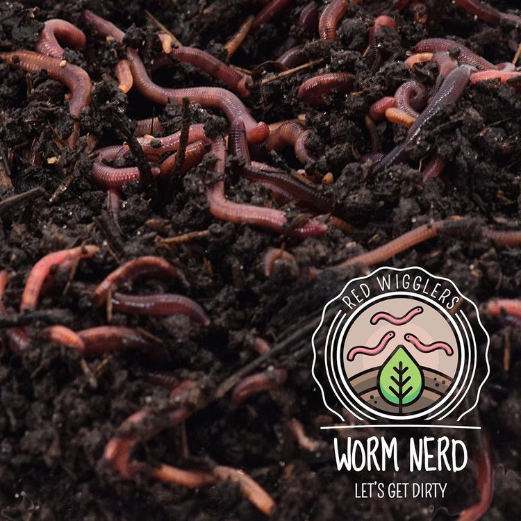 No. 9 - Worm Nerd Composting Worms - 2