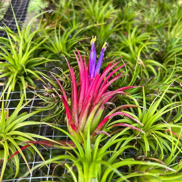 No. 10 - ragnaroc Air Plants - Tillandsia Ionantha Pack - 5