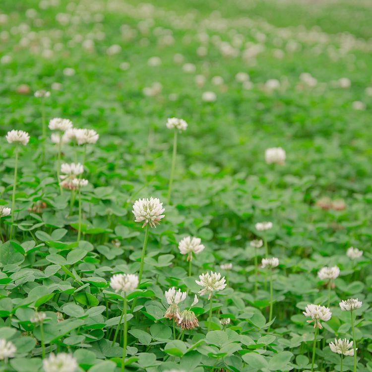 No. 7 - White Dutch Clover Seeds - 2