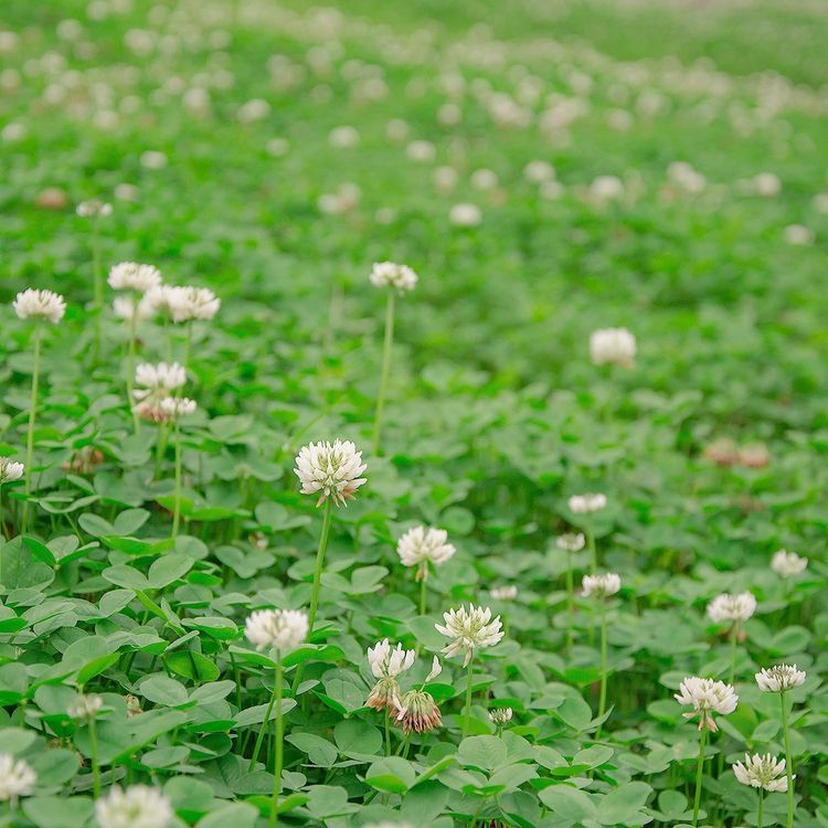 No. 3 - White Dutch Clover Seed - 5