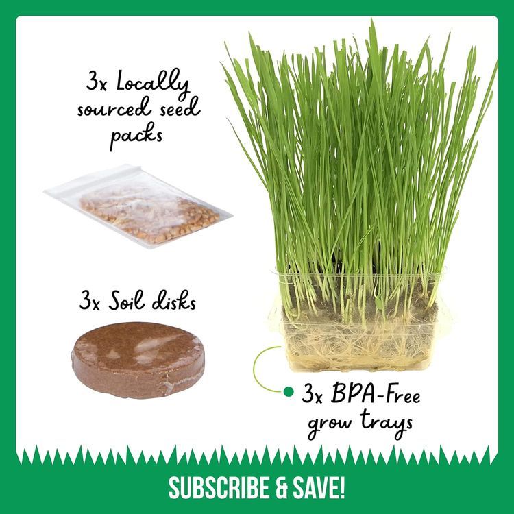 No. 10 - Cat Grass Growing Kit - 3