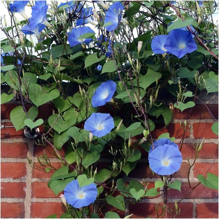 No. 3 - Heavenly Blue Morning Glory Seeds - 2