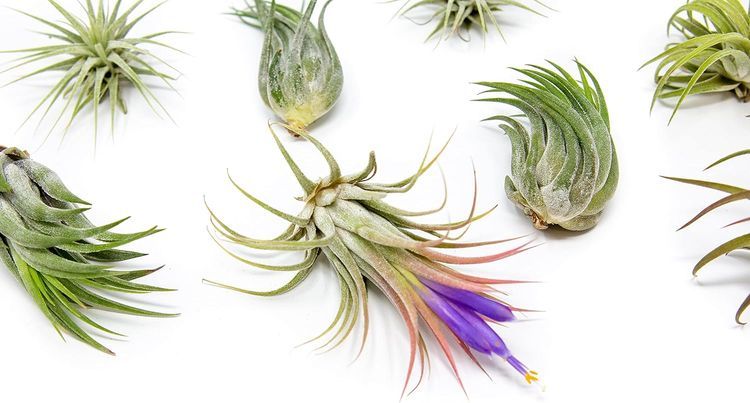 No. 8 - Air Plant Shop 12-Pack Assorted Air Plants - 2