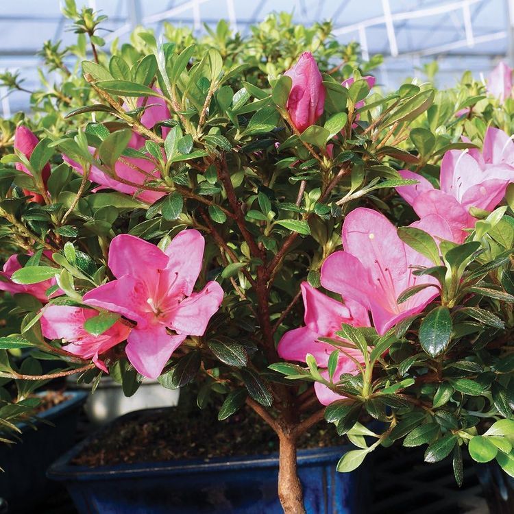 No. 9 - Brussel's Bonsai Satsuki Azalea Outdoor Tree - 4