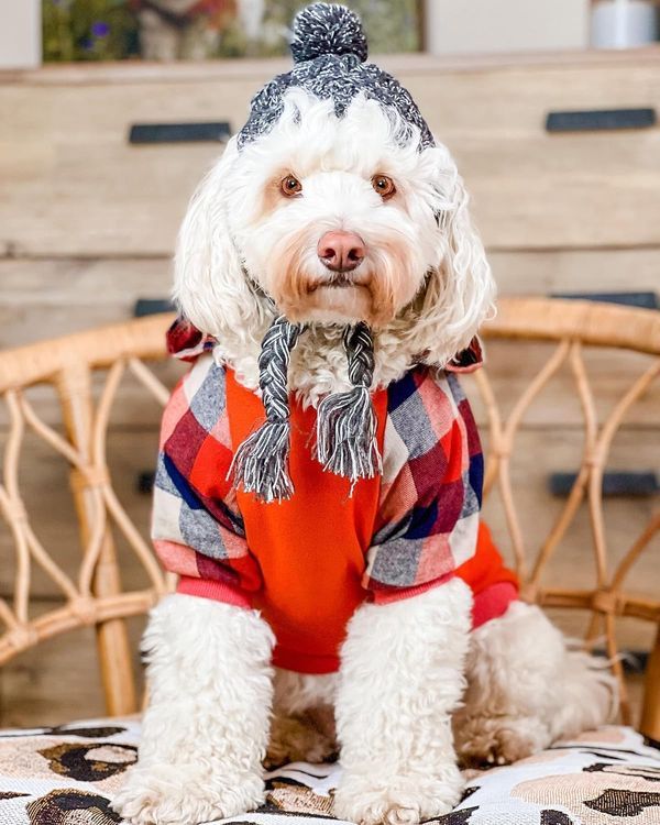 No. 3 - Fitwarm Dog Plaid Shirts - 3