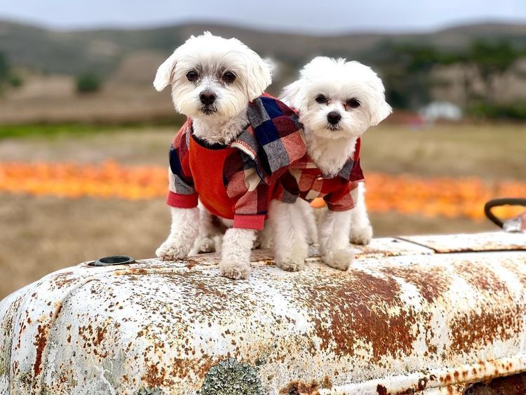 No. 3 - Fitwarm Dog Plaid Shirts - 2