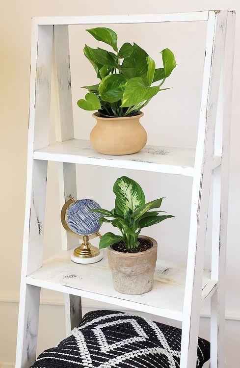 No. 8 - Essential Houseplant Collection - 5