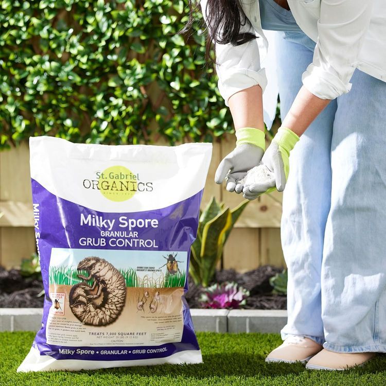 No. 2 - St. Gabriel Organics Milky Spore Granular Natural Bacteria Japanese Beetle Grub Killer - 5